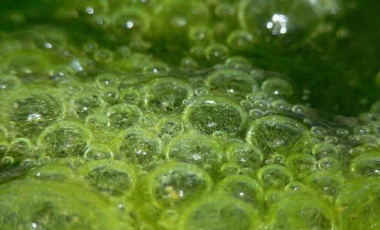 Three Common Methods of Reproduction Found in Algae